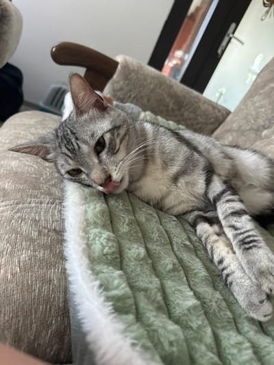 A grey tabby cat is lying on a soft, green blanket. The cat is curled up on its side, with its head resting on the blanket. Its eyes are closed, and its tongue is sticking out slightly. The cat's fur is striped with dark grey and black markings. The blanket is textured and appears to be very soft. In the background, there is a glimpse of a cat tree or scratching post, made of fabric and wood. The overall scene suggests a comfortable and relaxed setting, likely indoors. The lighting is bright, indicating it could be daytime. No text is visible in the image.