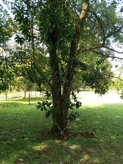 The image displays an outdoor, natural scene in New Serchhip, India. A large, multi-trunked tree occupies the central and left foreground, its bark textured and dark. Green foliage, comprising numerous leaves, densely covers its branches. A climbing vine with distinct lobed leaves wraps around the lower portion of the main trunk, and ferns are visible growing on the upper trunks. The ground is covered by a uniform expanse of short, green grass, illuminated by dappled sunlight that casts shadows in the foreground. In the mid-ground and background, additional trees with less dense canopies are spaced across the grassy terrain. A light-colored, unpaved path or road is discernible winding through the trees on the far left. The sky, peeking through the upper canopy, appears bright. No individuals, animals, or man-made structures are present within the frame, except for the possible path. The scene is static, depicting a calm, vegetated environment.