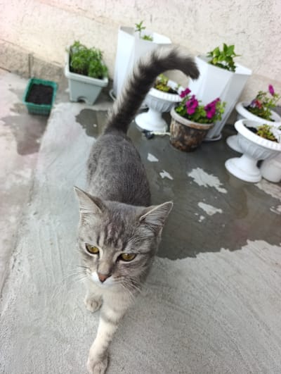 A grey tabby cat with yellow eyes stands on a wet concrete surface, looking down and slightly to the left. The cat is mostly grey with darker stripes and lighter fur on its chest and legs. Its tail is raised and bushy with dark rings. In the background, there are several white and brown planters with green plants and purple flowers. To the left, a small green planter contains dark soil. A light-colored wall serves as the backdrop. The scene appears to be an outdoor area, possibly a patio or balcony. The image was taken in Irgelі Aūldyq Ūıry, Kazakhstan.