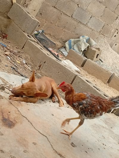 A tan dog is lying on its side on a concrete surface, facing left, with its head resting on its paws. To the right of the dog, a brown and white chicken is walking to the right, with its legs blurred due to motion. The background consists of a brick wall and piles of construction materials, including concrete blocks, gravel, and a crumpled bag. The scene appears to be outdoors in an urban or semi-urban environment, possibly a construction site, with debris scattered on the ground. The lighting suggests it is daytime.