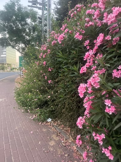 The image shows a sidewalk made of reddish-brown brick pavers, bordered by a curb and a lush green bush with numerous bright pink flowers. The bush is dense and extends upwards, partially obscuring a tall, modern building in the background, which features large windows and a light-colored facade. To the left of the building, a street curves away from the foreground, with a lane marking visible. Further left, the dark green foliage of a large tree rises above the building. A utility pole with wires is situated behind the flowering bush, and a green directional sign is also present. Scattered petals from the pink flowers lie on the sidewalk and along the curb, along with fallen leaves and a piece of white litter. The sky is overcast, suggesting a cloudy day. The scene appears to be a typical urban streetscape in Kfar Saba, Israel, characterized by a mix of nature and modern infrastructure. There are no people or animals visible in the image.