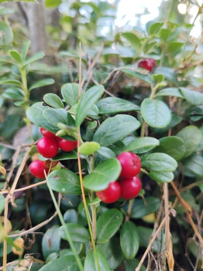 In Mysovoe, Russia, this close-up, eye-level shot captures a cluster of ripe red lingonberries on a low-lying green plant. The berries, varying slightly in size and shape, are a vibrant red. The plant's leaves are a deep green, some showing signs of minor imperfections. Dry, thin stalks and grass weave through the foliage. The background is softly blurred, with hints of green foliage and bright, out-of-focus lights suggesting an outdoor, natural environment, possibly a forest edge or garden. No people or animals are visible.