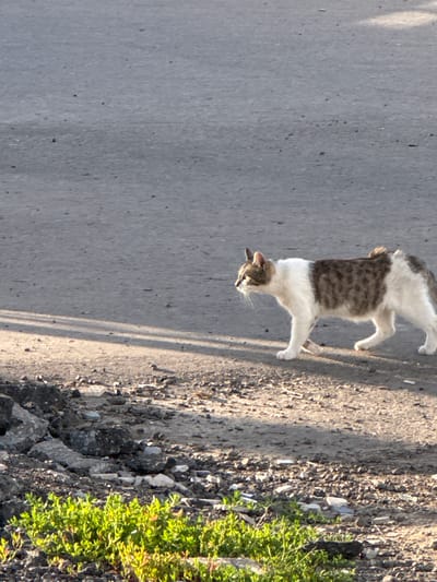 A tabby and white cat is walking across a dusty, grey asphalt surface. The cat is seen in profile, facing left. Its fur is white with patches of brown tabby markings on its back and sides. The cat's tail is curled upwards. The ground is mostly clear asphalt, with a strip of rocky debris and green vegetation along the bottom left edge of the frame. Shadows from an unseen object are cast diagonally across the asphalt. The scene appears to be outdoors in an urban or semi-urban environment, possibly in Rastunovo, Russia, given the context.