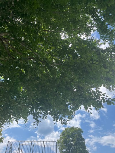 This image captures a low-angle view of lush green tree foliage against a bright blue sky with scattered white clouds. In the foreground, a section of a dark metal fence is visible, suggesting an outdoor recreational area or park. The bright sunlight filters through the leaves, creating dappled patterns of light and shadow. Further in the distance, a large, mature tree stands tall against the sky. The scene is typical of a sunny day in a park or natural setting within a town like Oberammergau, Germany, known for its scenic beauty and traditional Bavarian architecture. There are no people or specific actions depicted. The environment is one of natural outdoor scenery.