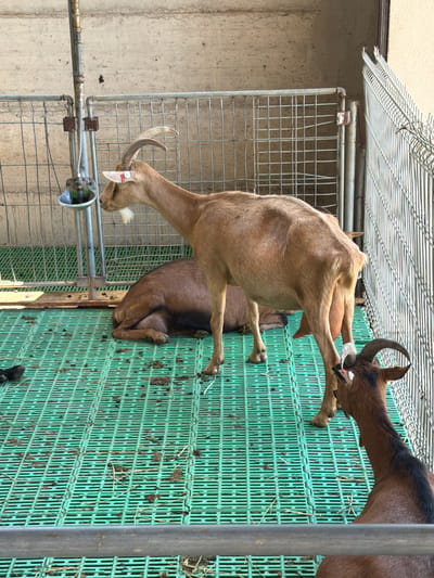 Two goats are interacting in an outdoor enclosure. One goat, primarily brown, is leaning over a green plastic grate structure, with its head down and mouth open as if to interact with something on the grate. The other goat, lighter brown, is standing on the grate and is also leaning towards the first goat, with its head lowered and mouth open. Both goats have horns. The enclosure has wire fencing and a concrete wall in the background. There is hay and dirt scattered on the green grate. A metal pipe with a drinking apparatus is visible in the foreground. The scene appears to be set in a farm or zoo environment. The time of day and weather are not discernible.