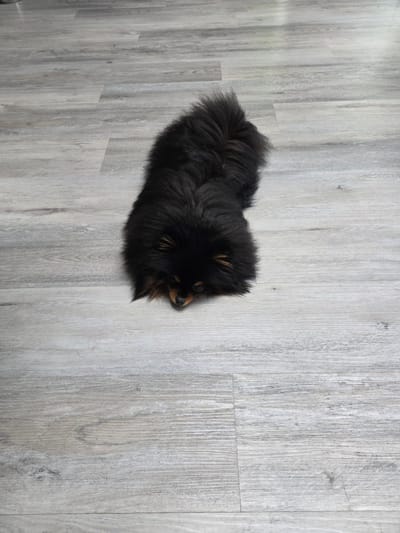 A small, black Pomeranian dog with some brown/tan markings is lying on a light-grey wood-look floor. The dog is positioned on the left side of the frame, with its head pointing to the right. The dog appears to be resting or sleeping. The floorboards run vertically in the image. The scene is likely indoors. Зеленая Роща-1 Киз, Russia is not apparent in the image.