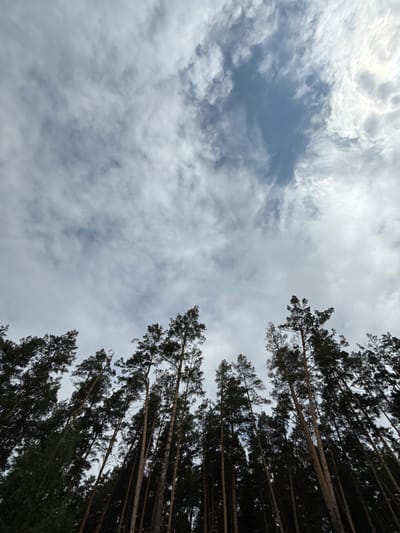 A low-angle, vertical shot shows the tops of tall pine trees against a cloudy sky. The trees are dark green and their branches reach upwards. The sky is a mix of white and gray clouds with patches of blue visible. The location is a forest in Chemal, Russia.