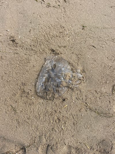 A translucent, amorphous marine organism, consistent with a large jellyfish, rests beached on fine-grained, light-brown sand on a beach in Ayamonte, Spain. The organism, roughly 30-40 cm in diameter, exhibits a greyish-white, semi-transparent body partially obscured by adhered sand particles. Its surface texture appears irregular and somewhat degraded. The surrounding sand is marked by numerous distinct, multi-toed imprints, consistent with bird tracks, visible in the upper and lower quadrants of the frame. Scattered fragments of dark green and straw-colored plant material (seaweed or dried vegetation) are dispersed across the sandy surface. No human subjects, direct actions, or interactions are present in the immediate scene. The environment is consistent with a sunlit coastal area.