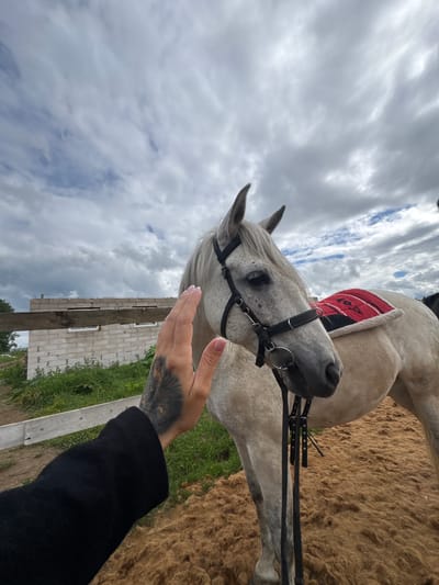 A person's hand with manicured nails and intricate tattoos is touching the head of a white horse in an outdoor enclosure with a sandy ground. The horse is wearing a black bridle and a red saddle pad with black trim and a design. In the background, there is a partially constructed brick building, a wooden fence, and green vegetation under a cloudy sky. The scene is located in Dulepovo, Russia.