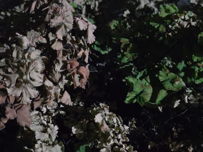 The image displays a close-up view of foliage with a distinct contrast between dried, pale brown leaves on the left and vibrant green leaves on the right. The lighting suggests it is either nighttime or a heavily shaded area. The leaves appear to be delicate and possibly part of a fern or similar plant. The background is dark and indistinct, with some thin branches visible. There are no people, animals, or man-made objects clearly identifiable in the scene. The overall impression is of a natural setting, possibly a garden or a wild area, with the visual focus on the texture and color variations of the leaves. The location in Bireuenmeunasahblang, Indonesia, provides a geographical context, but the image itself does not contain any specific visual cues to confirm this location.