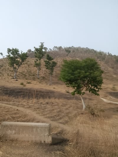 The image depicts an arid, hilly landscape in Jibam, Nigeria, under a hazy, light grey sky. In the foreground, a rectangular concrete block, possibly a culvert entrance, is partially visible on the left, embedded in dry, light brown grass. Dirt paths or tracks traverse the dry ground, which also exhibits irregular patches of darker, possibly burnt, vegetation. The midground features several trees with green foliage and light-colored trunks, sparsely scattered across the rising slope, with one particularly verdant tree prominent on the right. The background shows a further tree-covered hillside, appearing indistinct due to atmospheric haze. No people, subjects, actions, or interactions are visible within the scene.