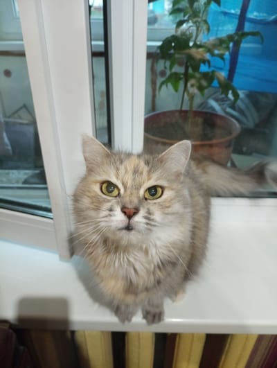 A fluffy, long-haired cat with a dilute calico coat sits on a white windowsill. The cat has large, expressive green eyes, a pink nose, and prominent white whiskers. Its fur is a mix of grey, cream, and light orange patches. In the background, through a window, a potted plant with wilting leaves is visible, as well as a blue tarp. The windowsill extends horizontally across the frame, with a curtain visible below it. The setting appears to be indoors, likely a residential apartment, as suggested by the windowsill and curtain. There is no indication of the specific location in the city of Mahilyow, Belarus.