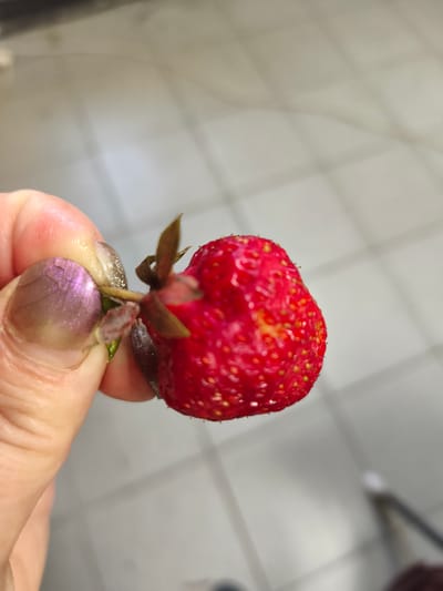An individual's hand, specifically the thumb and forefinger, secures a single strawberry by its green stem. The thumb exhibits iridescent light purple nail polish. The strawberry is fully ripened, displaying a vibrant red coloration with distinct yellow achenes and residual moisture on its surface. The background consists of a uniformly blurred light-grey tiled floor, characterized by a visible grid pattern formed by grout lines, indicating an indoor setting. This scene is documented in the city of Borzna, Ukraine.