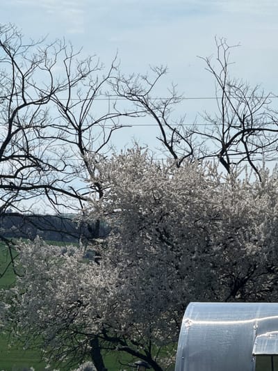 The image shows a view in Lipnik, Bulgaria. Two trees dominate the foreground. The tree on the left is bare, with only branches visible against a pale sky. The tree on the right is in full bloom with white blossoms. In the background there is a road, a green field, and part of a building with a silver metal surface.