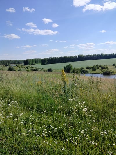 The image depicts a serene natural landscape under a bright blue sky dotted with fluffy white clouds. In the foreground, a lush field of tall green grass is interspersed with numerous small white wildflowers, creating a vibrant carpet of vegetation. A tall, slender yellow flower stands prominently amidst the greenery. The middle ground features a calm body of water, likely a river or pond, bordered by reeds and bushes. Beyond the water, a vast, flat green field stretches out, contrasting with a dense line of dark green trees forming a distant treeline. The overall scene suggests a rural or semi-rural environment, possibly a meadow or a field near a body of water, bathed in the warm light of daytime.