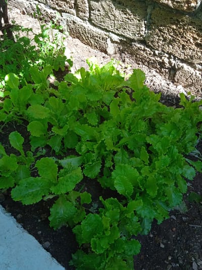 A close-up, eye-level, outdoor shot captures a patch of vibrant green, leafy lettuce growing in dark soil. The plants are densely packed, with frilly, serrated leaves characteristic of loose-leaf varieties. Sunlight casts dappled shadows on the lettuce and the surrounding ground. Behind the lettuce, a rough, textured stone wall, constructed from irregularly shaped, light-brown blocks, forms the background. The wall appears weathered and is partially in shadow, with distinct horizontal mortar lines visible. To the left of the frame, a lighter, smooth, concrete surface runs diagonally, suggesting a path or border. In the upper left quadrant, some sparse green foliage, possibly weeds or other plants, peeks out from behind the lettuce. The scene is situated in Saky, Ukraine.