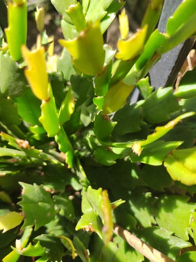 The image is a close-up, overhead view of a Christmas cactus, likely located in Soisy-sous-Montmorency, France. The plant's segmented, flattened green leaves, with serrated edges, are densely packed. Some leaf tips and new growth are tinged with yellow, suggesting active growth or sunlight exposure. The lighting indicates it is daytime, with bright sunlight casting shadows across the foliage. A dark, vertical object, possibly a support stake or a portion of a pot, is visible on the right side of the frame. The overall environment appears to be an indoor setting or a sheltered outdoor area, with a hint of diffused light in the background suggesting it is not a completely open space. There are no people or animals visible in the image.