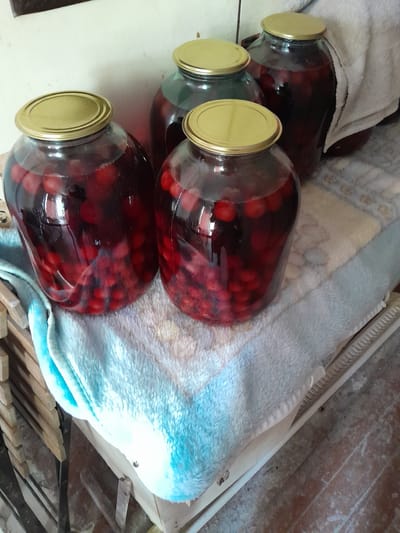Four large glass jars filled with dark red cherries submerged in liquid and sealed with gold lids are arranged on a light-colored patterned cloth. The jars are positioned on a wooden structure. To the left of the jars, a stack of wooden planks is visible, and to the right, a white cloth is draped over one of the jars. The floor beneath the jars is dusty and appears to be made of wood planks. The scene is indoors, with a pale wall in the background. This image was taken in Cimișlia, Moldova.