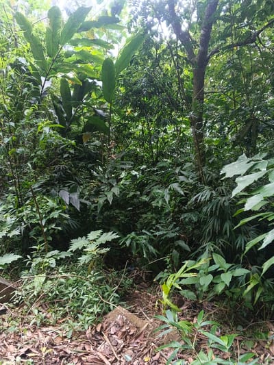 The image presents a dense and vibrant forest or jungle landscape, characterized by an abundance of diverse green foliage. The scene is devoid of people or visible wildlife, focusing entirely on the natural environment.

In the foreground, the ground is covered with a layer of dry, brown fallen leaves, twigs, and other organic debris. Several smaller green plants and grasses emerge from this layer, some with broadly lobed leaves. Towards the bottom-left, partially obscured by the ground cover, are a few irregular, light-colored objects, possibly stone or concrete fragments.

The mid-ground and background are a tapestry of various plant species. Large, broad-leaved plants are prominent, especially towards the left, with their deep green leaves catching some of the filtered light. Interspersed are numerous smaller plants, ferns, and shrubs, creating a thick undergrowth. Towards the right side of the image, a tree trunk extends upwards, its branches disappearing into the dense canopy above. Sunlight filters through the leaves, creating soft, diffused lighting throughout the scene, suggesting it is daytime, possibly on an overcast day or when the sun is high and obscured by thick foliage.

The overall impression is one of untouched nature, rich in plant life. The lushness of the vegetation points to a humid environment. The location context, Doongdoongnyelsa Norbooding, Bhutan, aligns with the visual evidence of a biodiverse mountainous forest. There is no visible text in the image.