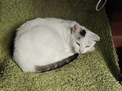 A white cat with black markings on its head and tail is curled up on a textured green carpet. The cat has green eyes and is resting with its head tucked in. The background shows a brick wall and a white object. The scene is indoors, likely in a residential setting in Podstepki, Russia.