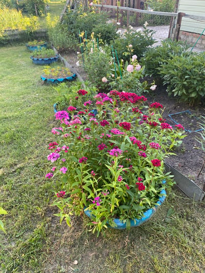 The image depicts a sunny garden scene with various flowers and greenery. In the foreground, a large blue planter overflows with vibrant pink and red flowers, likely Dianthus. Behind this planter, a grassy area is dotted with several smaller, similarly painted blue planters, each containing young plants. Further in the background, a variety of larger plants with green foliage and some white and pink flowers are visible, possibly roses or peonies, against a backdrop of a wooden fence and a building. The overall impression is that of a well-tended private garden on a clear day. The location is identified as Vyshkov, Russia.