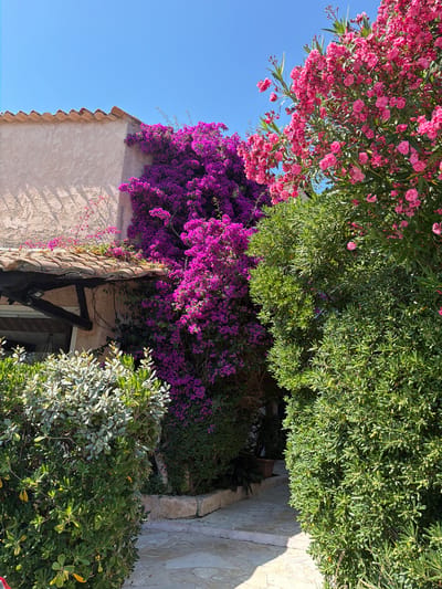The image depicts a sun-drenched outdoor scene with abundant flora and a portion of a building, likely situated in Théoule-sur-Mer, France, given the Mediterranean vegetation and architecture. In the foreground, a flagstone pathway curves through lush green foliage. To the left, a light-colored building with a terracotta tiled roof is visible, partially obscured by vibrant magenta bougainvillea that cascades down the textured wall and over the roof eaves. To the right, a dense green shrubbery forms a wall of leaves, and behind it, a bush laden with bright pink flowers, possibly oleander, reaches towards the clear blue sky. The overall impression is one of a well-maintained garden area adjacent to a residence, bathed in bright sunlight. No people are present in the image.
