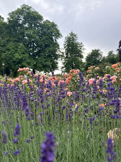 This is a photograph of a flower garden with a focus on lavender in the foreground, and rose bushes in the background. The lavender plants are tall and slender with purple flower spikes, and they are densely packed together. Behind the lavender, there are numerous rose bushes with pale pink and peach-colored blooms. In the distance, several large, leafy green trees are visible, and the sky is overcast with gray clouds. The image appears to have been taken outdoors in a park or garden setting. The lighting is diffused, suggesting a cloudy day. The composition places the viewer at a low angle, looking up at the flowers and trees. The image is likely taken in a park or botanical garden.