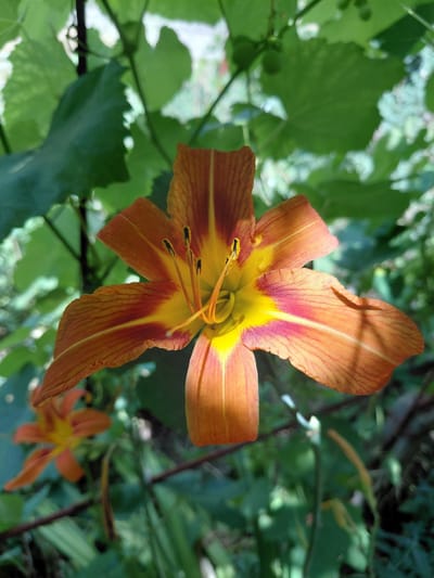 The media file is a close-up, eye-level, outdoor photograph of an orange daylily with a yellow center. The flower is in focus, with its petals slightly curled and displaying thin, darker orange veins. The stamens and pistil are visible in the center of the bloom. The background is a blur of green leaves and branches, suggesting a natural, garden setting. The lighting indicates it is daytime, with sunlight casting shadows across the flower petals, creating a play of light and shade. A second, smaller, out-of-focus orange flower can be seen in the lower right quadrant of the image. The location is identified as Vasylivka, Ukraine. There is no visible text.