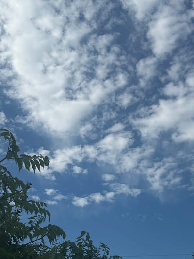 A vertical, full shot captures a bright blue sky dotted with fluffy white clouds, extending to the upper and right edges of the frame. In the lower left corner and extending towards the left edge, lush green leaves and branches from a tree are visible, their textures and sharp edges contrasting with the soft clouds. The scene appears to be an outdoor environment, possibly a park or residential area, under a clear day. The image shows no individuals or any discernable actions. The specific location within Zvenyhorodka, Ukraine, is not identifiable from the visual information provided.