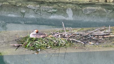 The image depicts a Great Crested Grebe nesting on a floating nest made of vegetation and twigs. The bird is facing right, with its head turned towards the viewer. The nest is situated in a narrow waterway, likely a canal or channel, with reflections of the surrounding environment visible on the water's surface. The bank of the waterway is visible in the background, with a rough, textured surface. The scene suggests a natural setting within an urban or semi-urban environment. This image was captured in Sirmione, Italy, a town known for its historical sites and location on Lake Garda.
