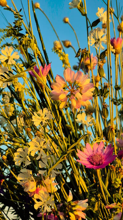The image shows a close-up, low-angle view of a bouquet of wildflowers against a clear blue sky. The flowers are a mix of colors, including white, pink, and yellow, and are arranged on long, slender green stems. Some of the flowers are fully bloomed, while others are still in bud or seed form. The sunlight, likely from a low angle given the warm tones and the direction of the shadows, illuminates the delicate petals and thin stems, creating a vibrant and somewhat ethereal effect. The background is a smooth, gradient blue of the sky, emphasizing the natural beauty of the wildflowers. The overall impression is one of a late afternoon or early morning scene, capturing the delicate and transient nature of wildflowers. There is no visible text in the image. The setting is Piatra Albă, Moldova.