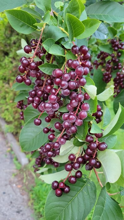 A close-up, vertical, eye-level shot focuses on a branch of chokecherry (Prunus virginiana) laden with clusters of ripe, dark red to purple berries. The berries are small, round, and have a glossy sheen, with some appearing slightly wrinkled. They grow in elongated racemes, with individual fruits attached by thin stems. Surrounding the berries are vibrant green, ovate leaves with serrated edges. The leaves are veined and appear healthy.
The background is a blurred mix of foliage and a gray, paved surface with some green grass and vegetation visible. The overall impression is of a natural setting, likely outdoors in a temperate climate. Based on the context provided, this scene is located in L'Île-Perrot, Canada, suggesting a local occurrence of chokecherry bushes. There are no people or animals visible in the image.