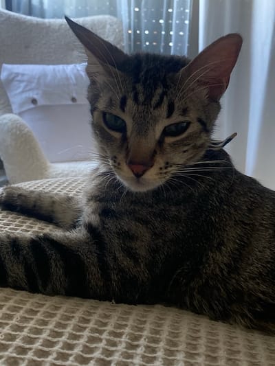 The image is a close-up, vertically oriented, medium shot of a tabby cat. The cat is looking towards the viewer with its head tilted. Its fur is a mix of brown, black, and gray stripes. The cat has green eyes and prominent white whiskers. It appears to be lying on a textured, light-colored surface, possibly a cat tree or a blanket. In the background, a white object with visible buttons is present, which might be a pillow or part of a piece of furniture. Behind that, a window with blinds is visible, suggesting an indoor setting. The lighting appears soft and natural, indicating it might be daytime. The cat's expression seems curious and relaxed. The context of Mas De Moregons, Spain, suggests a residential or possibly rural location.
