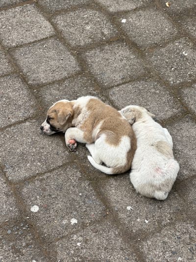 Two puppies are lying on a gray brick surface. One puppy is mostly white, while the other has a brown and white coat. The photo was taken in Rendang, Indonesia.