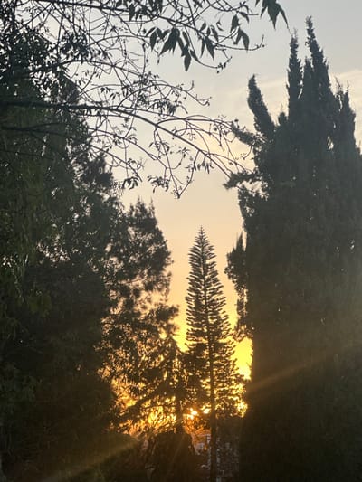 Silhouetted trees are set against a golden, ethereal sky. The sun peeks through the dense foliage, creating rays of light. Various tree types, from bare-branched trees with sparse leaves to tall, conical evergreens, compose the scene. The composition emphasizes the upward perspective, with tree canopies framing the sky.