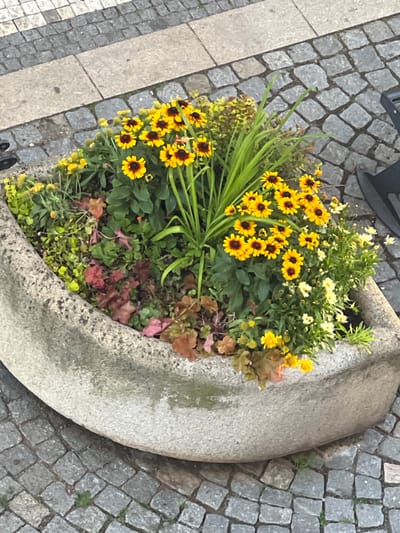 A concrete planter filled with yellow and red flowers sits on a cobblestone sidewalk in Náchod, Czechia. The planter is oblong and appears to be made of a rough, grey concrete. The flowers are a mix of bright yellow daisy-like flowers with dark centers, and smaller clusters of yellow flowers. There are also green leafy plants and some reddish-brown foliage. The sidewalk is made of small, square, grey cobblestones, with a band of lighter-colored rectangular stones running diagonally across the top left of the image. The scene is outdoors, with natural light.