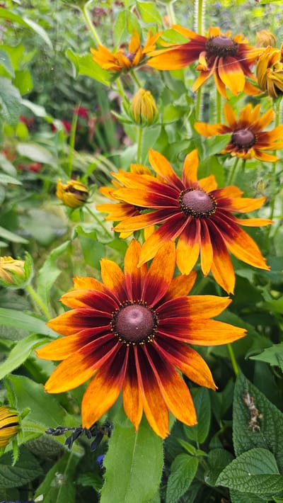 A close-up, vertical, outdoor photograph captures several black-eyed Susan flowers in bloom. The flowers are predominantly orange and deep red, with dark brown centers. The background consists of lush green foliage, some of which is slightly blurred. The image appears to have been taken in a garden setting, possibly within the city of Cheonan-si, South Korea, judging by the context of previous queries. No people are present in the image.