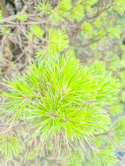 The image displays a close-up, shallow depth-of-field shot of pine needles. The foreground is dominated by vibrant, light green pine needles, likely new growth, clustered on a branch. These needles are sharp and pointed, with a few brown, dried needles visible amongst them. The background is out of focus, showing more pine branches and needles, appearing as a soft blur of greens and browns. There are no people, animals, or man-made objects visible in the image. The scene depicts a natural element of flora. Given the lack of discernible landmarks, it is impossible to determine the specific location within Rzeszów, Poland.