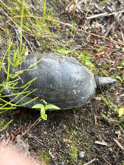 A European pond turtle (Emys orbicularis) is pictured on the ground in Korobivka, Ukraine. The turtle is dark gray with a patterned shell and yellow markings on its head and neck. It is positioned on dark soil covered with green moss, dried leaves, twigs, and blades of green grass. The background is blurred but shows more of the natural ground cover.