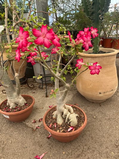 This image depicts a close-up of several potted desert rose plants with vibrant pink flowers, situated outdoors on a paved ground. One plant, in the foreground, has a thick, bulbous base and branches covered in pink blooms. To its left, another desert rose plant with a similarly thick base is visible in a brown pot. In the background, a large, terracotta pot contains a tall, dark green cactus. The plants are in what appears to be a garden center or nursery, with other greenery and pots visible in the blurred background. The ground is a textured, greyish-brown concrete or asphalt, with a few fallen pink petals scattered around the pots. The lighting suggests it is daytime, with diffused light. The location is identified as Yagur, Israel. There are no people or animals present in the image.