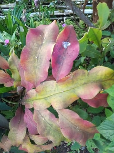A close-up, eye-level outdoor photograph depicts a plant with numerous broad, undulate, leaf-like stems (phylloclades) displaying a color gradient from yellowish-green to prominent reddish-pink, particularly at the margins and tips. On the upper right phylloclade, a white, amorphous, fluffy object is present, along with darker reddish discoloration. Several other phylloclades exhibit small, light-colored specks on their surfaces. The plant is surrounded by dense green foliage, including slender, strappy leaves and ferns. Two small, five-petaled, light purple flowers are visible in the left background amidst the greenery. In the upper background, a horizontally slatted, weathered structure, possibly a wooden fence or railing, is partially obscured by foliage and intertwined branches. The lower portion of the image shows dark ground areas. The scene is located in Sa Hti Law (3), Myanmar.