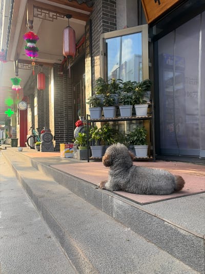 The image depicts a street scene in 幸福乡, China, with a dog lying on a mat in front of a building. The building has a dark brick facade and a glass door. In front of the building, there is a rack with potted plants. Decorative lanterns hang from the eaves of the building. A bicycle is parked to the left of the building, near some potted plants and decorative sculptures. The ground in front of the building is paved with steps and a sidewalk. The lighting suggests it is either morning or late afternoon, with sunlight casting long shadows. The overall atmosphere is calm and quiet.