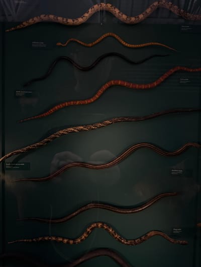 The image shows a display of snakes, possibly in a museum or educational setting. Seven snakes are presented, each with a label identifying its species and geographic origin. From left to right, the snakes are: Pine snake, Clifford's snake, North American racer, Corn snake, South American rat snake, Rainbow snake, and King snake. The snakes are arranged against a dark green background. The image also features reflections on the glass or surface of the display case. The location in the city of Dacorum, United Kingdom, is not identifiable from the image.