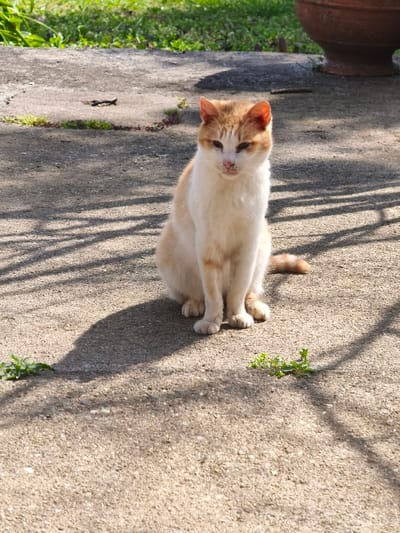 A cream and orange tabby cat is seated upright on a light grey concrete surface in Negorci, North Macedonia. The cat faces forward, its eyes appearing partially closed, with its tail extending to the right. Distinct, linear shadows are cast across the concrete from an unseen overhead structure, indicative of direct sunlight. Patches of green vegetation are visible growing through cracks in the concrete and along its perimeter. A portion of a terracotta pot is visible in the upper right background, while additional green foliage occupies the upper left background.