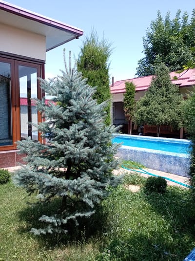 This image depicts a backyard scene in Charvak, Uzbekistan, featuring a small blue swimming pool surrounded by lush greenery and coniferous trees. A light-colored building with dark-framed windows and a reddish-brown roof is visible on the left side of the frame. The swimming pool, tiled with blue and white mosaic, is filled with clear blue water and has a green hose lying beside it. Several evergreen trees, including a prominent blue spruce in the foreground, are scattered throughout the yard. The ground is covered with grass and other vegetation. The sky is clear and blue, suggesting a sunny day. No people or animals are present in the image.
