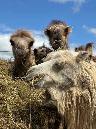 Four camels are gathered in a pile of hay under a bright blue sky with scattered clouds. The camel in the foreground is a pale tan and appears to be chewing on hay, with its eyes closed. To its left and slightly behind, another camel, a darker brown, is also reaching into the hay. Further back, two more camels' heads are visible, one a medium brown and the other a darker brown. All four camels are looking towards the hay. The scene appears to be outdoors, possibly at a farm or zoo, given the presence of hay and camels. The geographical location in Tri Ozera, Russia, is not explicitly depicted in the image, but the natural setting with open sky and vegetation is consistent with rural or natural environments.
