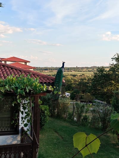 A peacock stands on a red tile roof of a building in what appears to be a residential or rural area. Lush green vegetation covers the foreground and is visible in the background, including trees and shrubs. In the distance, there's an open landscape possibly showing agricultural fields. The sky is partly cloudy. The image is taken in Krasnovo, Bulgaria.