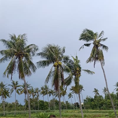 The image shows a group of coconut trees in Arjasa, Indonesia. The coordinates (-7.773, 114.14) place the location on the north side of the island of Lombok, near the coast. The trees are tall and slender, with lush green leaves. Some coconuts are visible on the trees. The sky is overcast, with a light gray color.  The ground is covered with green grass and foliage, suggesting a tropical environment. The scene appears to be peaceful and tranquil.  The image was taken on a bright day, but the sun is not visible. There is a sense of serenity and a feeling of openness.  The image captures a typical Indonesian landscape, featuring a cluster of coconut trees in a rural setting.