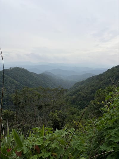 The image depicts a verdant mountainous landscape in Samoeng Tai, Thailand. The foreground is dominated by lush green foliage, with broad leaves and slender stems, suggesting a natural, undeveloped environment. Beyond this, a valley stretches out, carved by hillsides covered in dense, dark green forest. The hills recede into the distance, their contours softened by atmospheric haze, creating a layered effect of muted blues and greens. The sky above is overcast, a pale gray with diffused light, indicating a cloudy or misty day. There are no visible people or man-made structures, emphasizing the natural beauty and remoteness of the location. The scene is characterized by its abundance of vegetation and the gentle, rolling topography of the mountains.