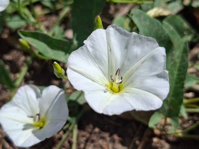 A close-up, eye-level shot focuses on a white bindweed flower, its petals unfurled and slightly translucent, revealing delicate veins. The flower's center is a bright yellow, with dark purple stamens visible. To the lower left, another white bindweed flower, partially visible, echoes the first. Green leaves and stems form a natural backdrop, with hints of brown soil and scattered debris. The scene is set in Novostroyka, Russia.